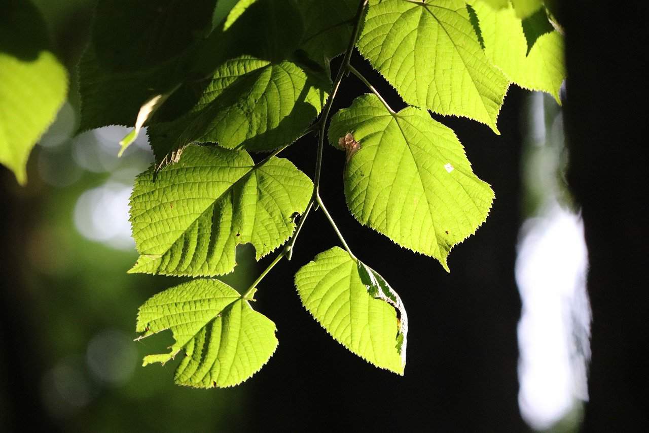 feuilles de peuplier commun