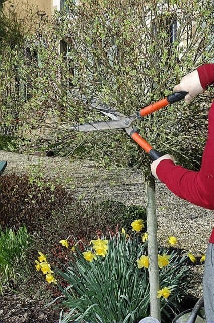 taille saule crevette tige taille saule crevette tige