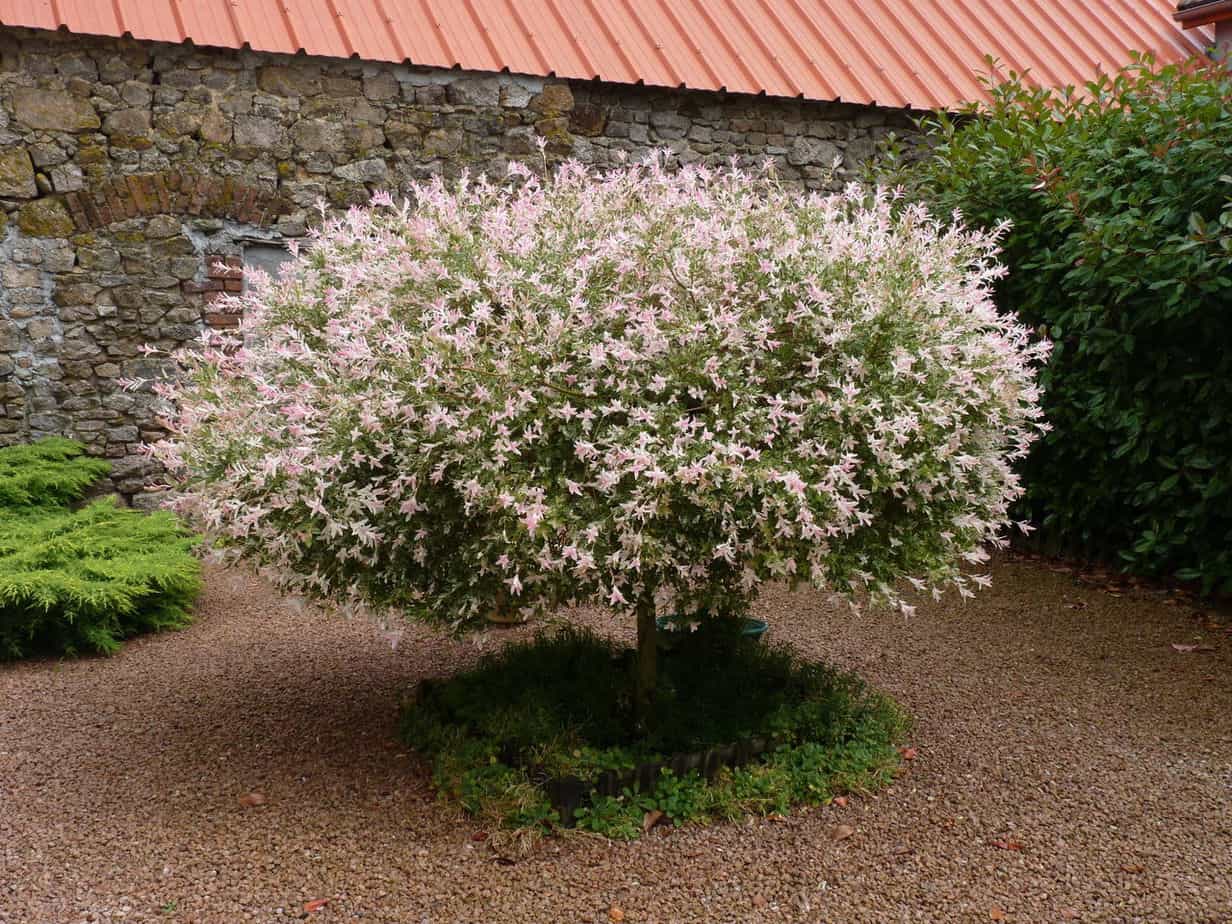 saule crevette saule crevette