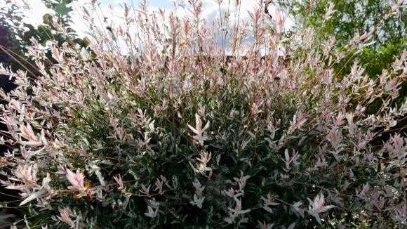 saule crevette flamingo saule crevette flamingo