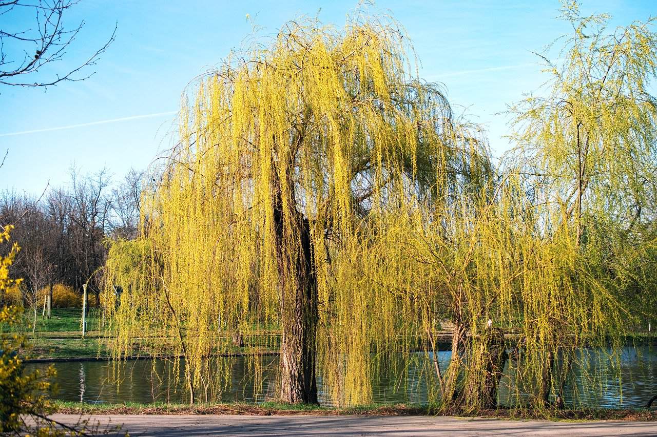 tailler saule pleureur tailler saule pleureur