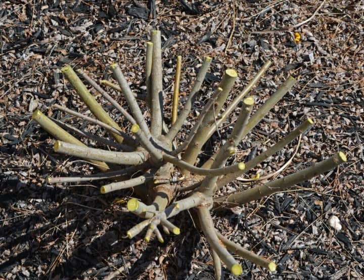 rabattre un saule rabattre un saule