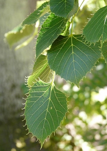 tilleul feuilles dentelées