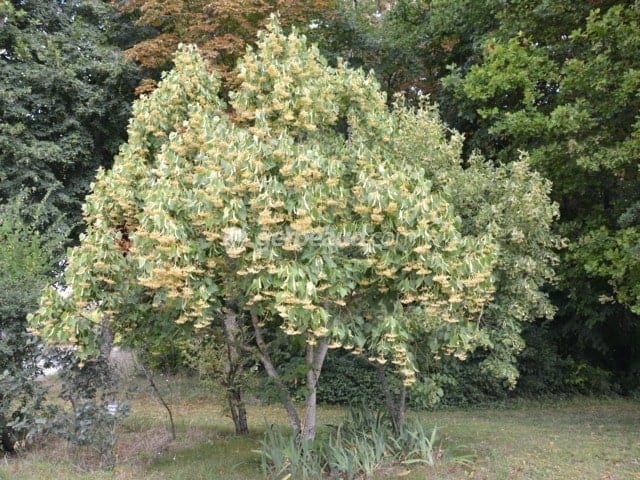 tilleul jardin tilleul jardin