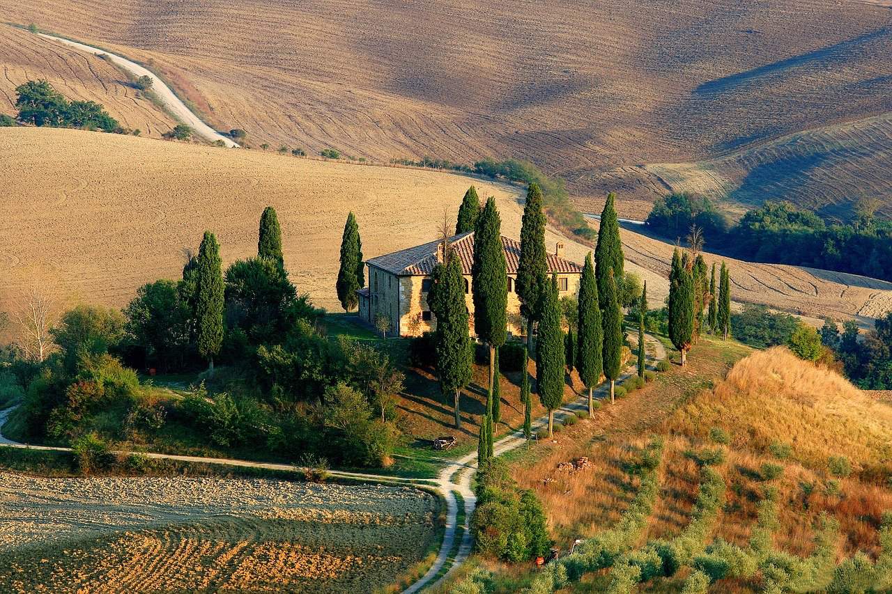 cyprès toscane