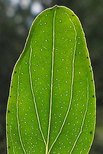 millepertuis feuille millepertuis feuille