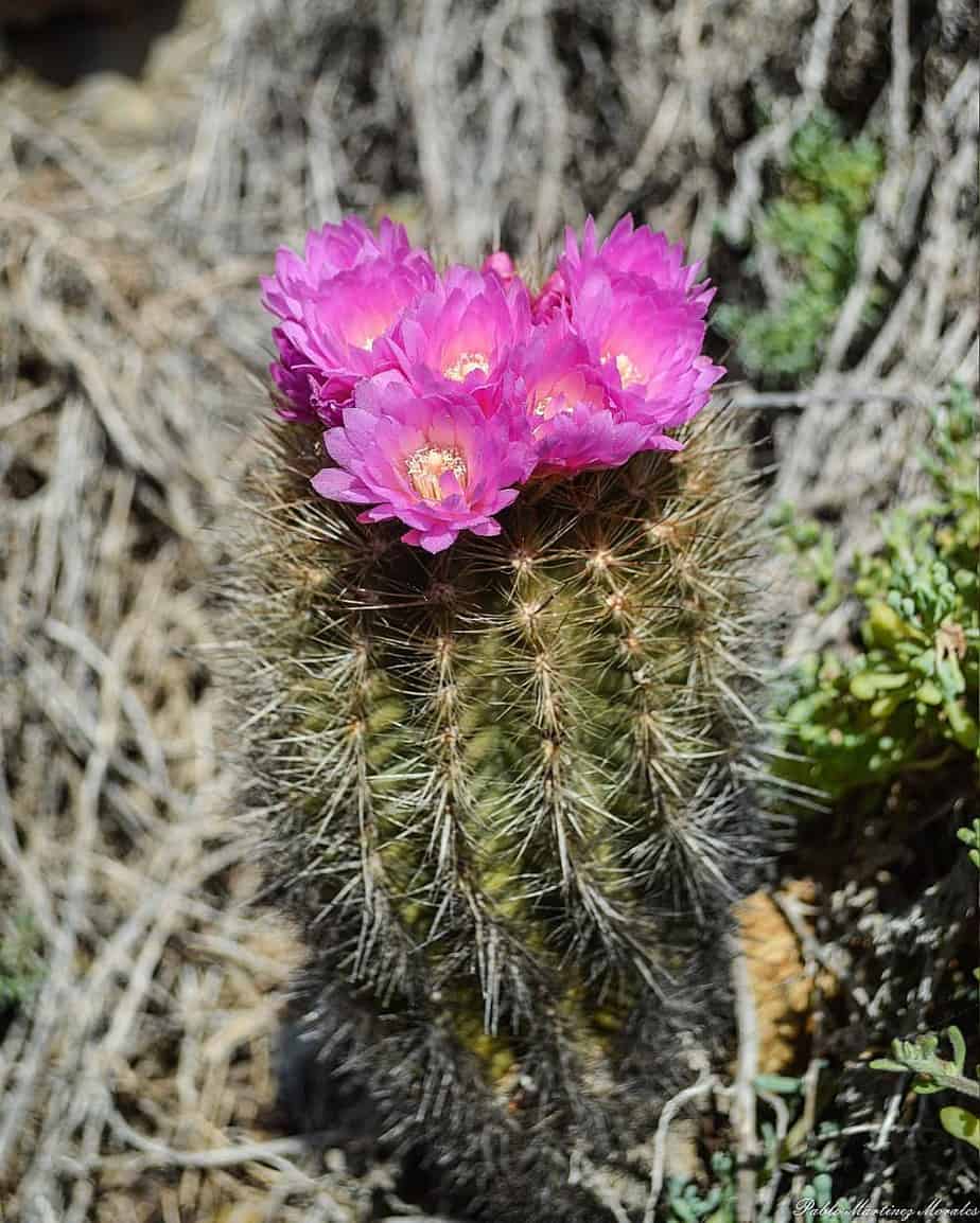 especes plantes protégees