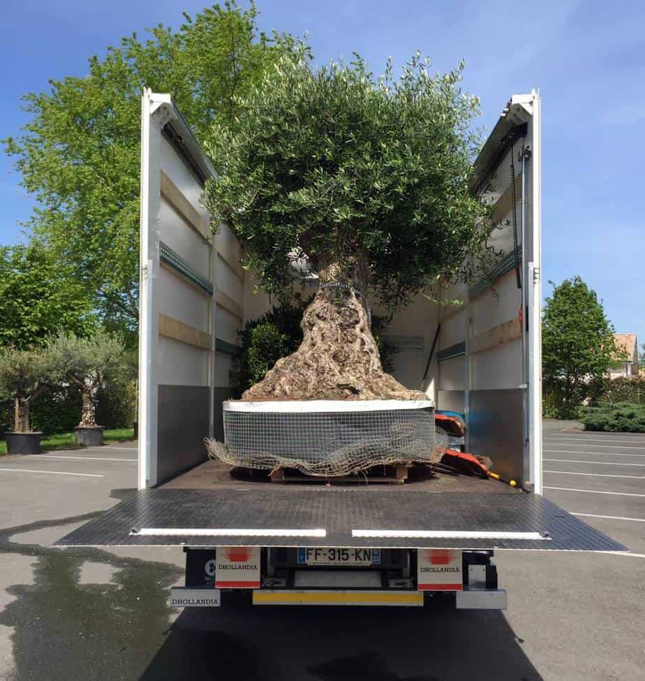 acheter arbre adulte acheter arbre adulte