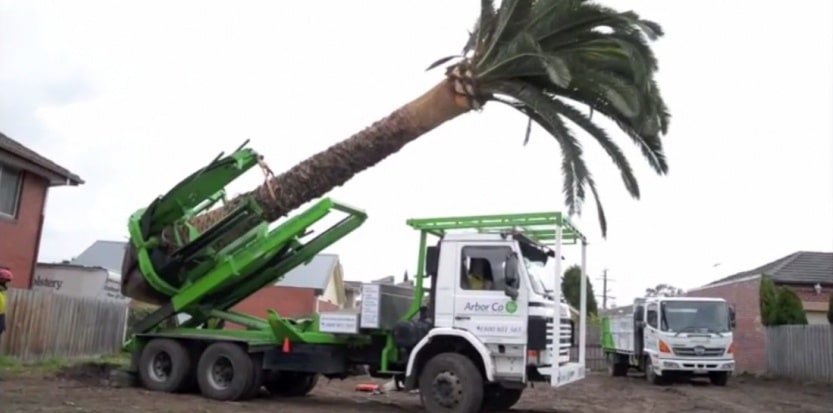 acheter arbre grande taille