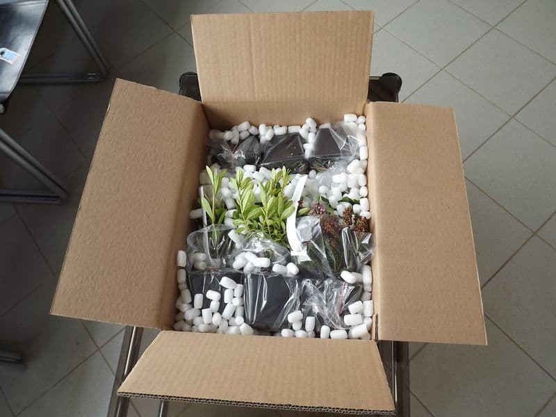 acheter plante en ligne acheter plante en ligne