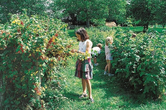 groseillier jardin groseillier jardin