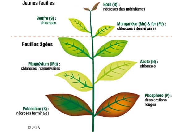 carence du sol