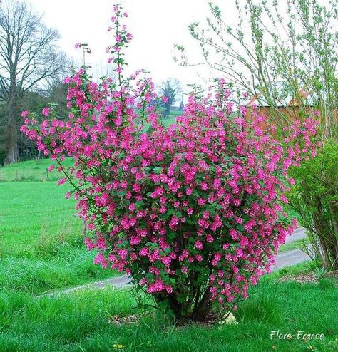 groseillier à fleurs