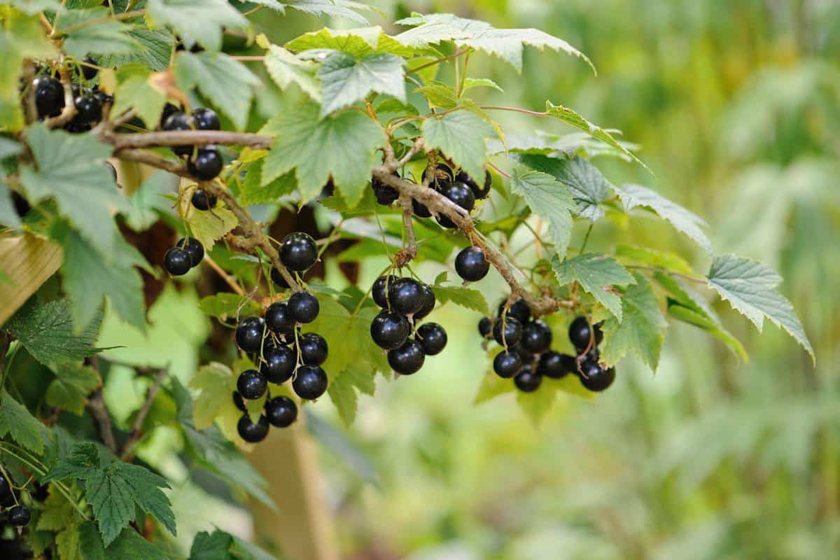 tailler cassis tailler cassis
