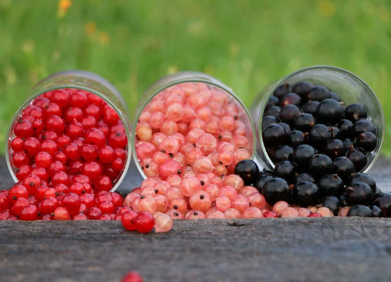 variétés groseilliers