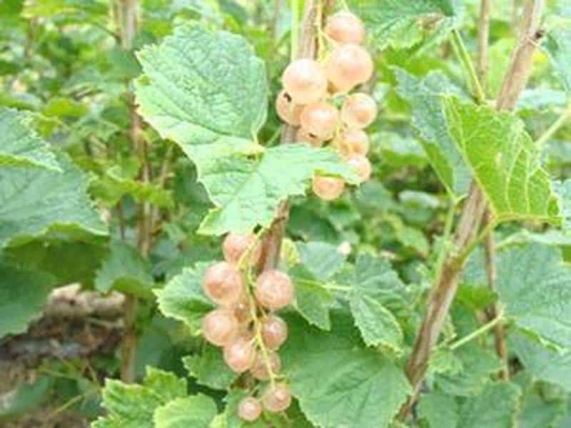 groseillier rose groseillier rose