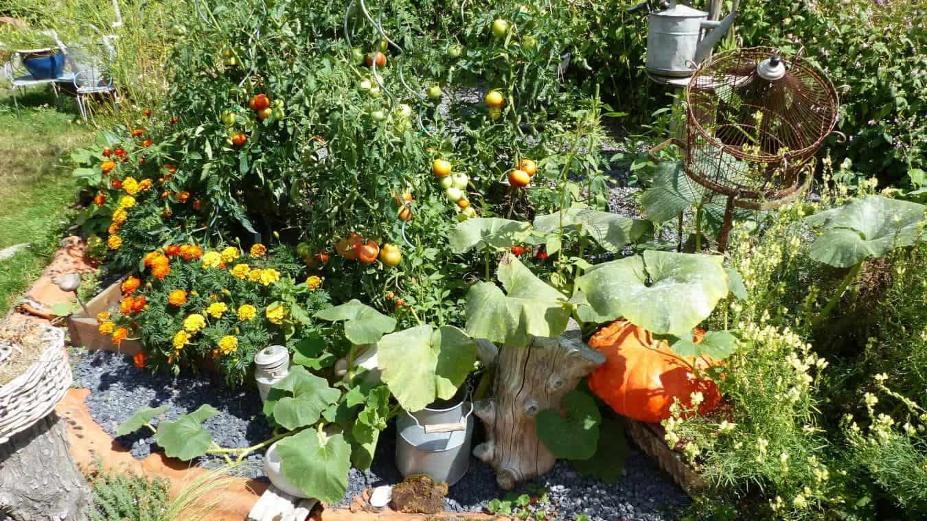 Plantes médicinales au jardin de curé