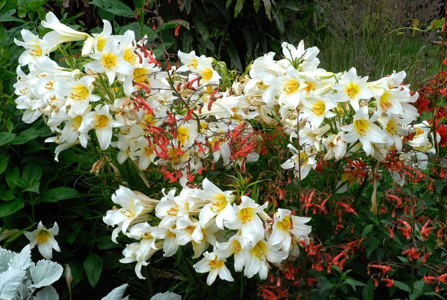 FLEURS DU JARDIN DE CURÉ