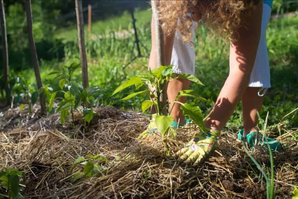 jardin ecologique permaculture