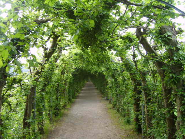 berceau de verdure