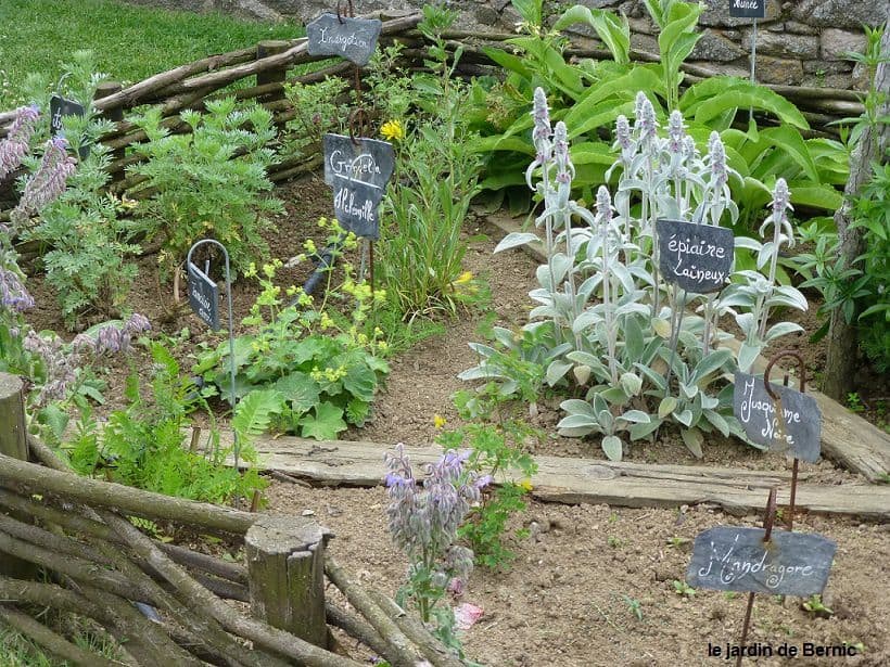plantes jardin medieval plantes jardin medieval
