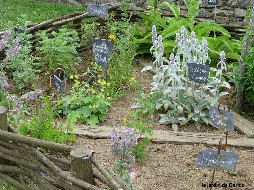 plantes jardin medieval