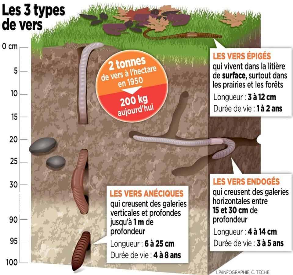 intérêt du ver de terre