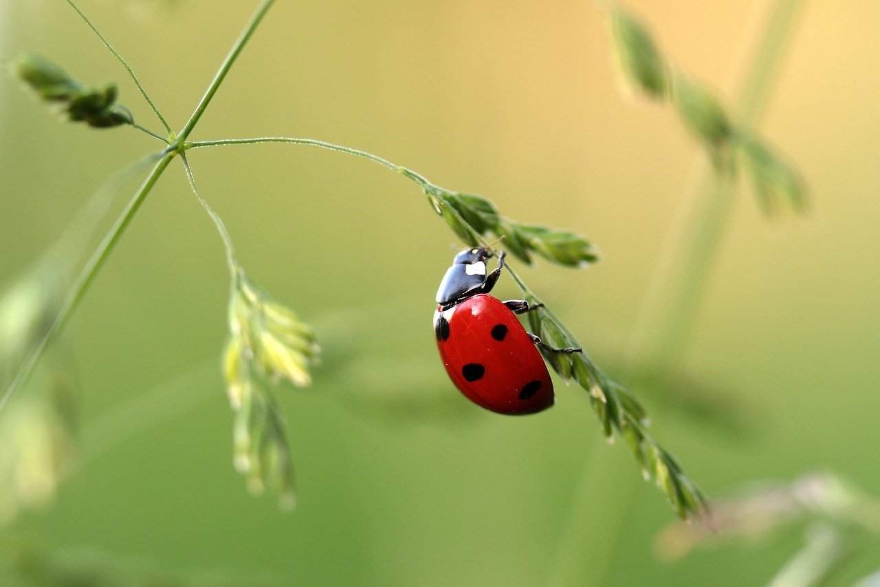 coccinelle coccinelle