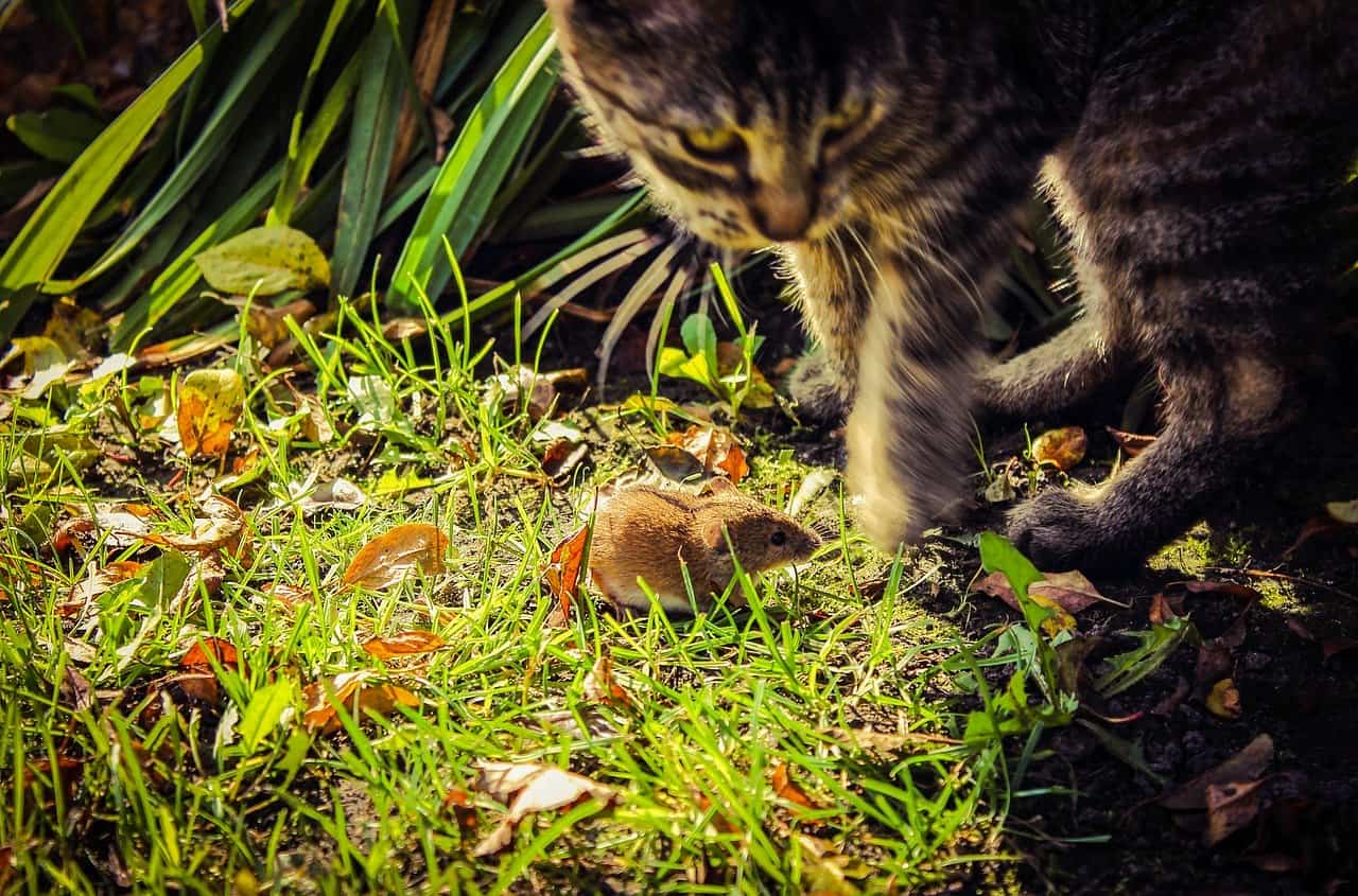 chat mulot chat mulot
