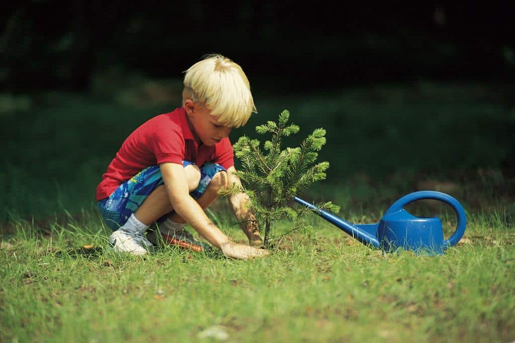 planter un arbre technique