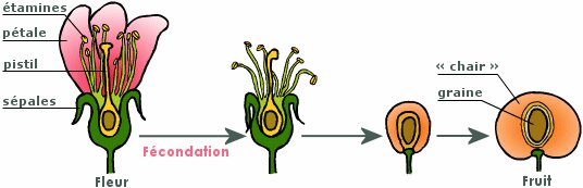 tailler fructification (3)