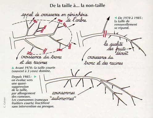 Taille de fructification des pommiers anciens 1970