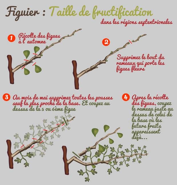 Taille de fructification du figuier