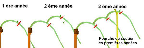 formation murier platane formation murier platane