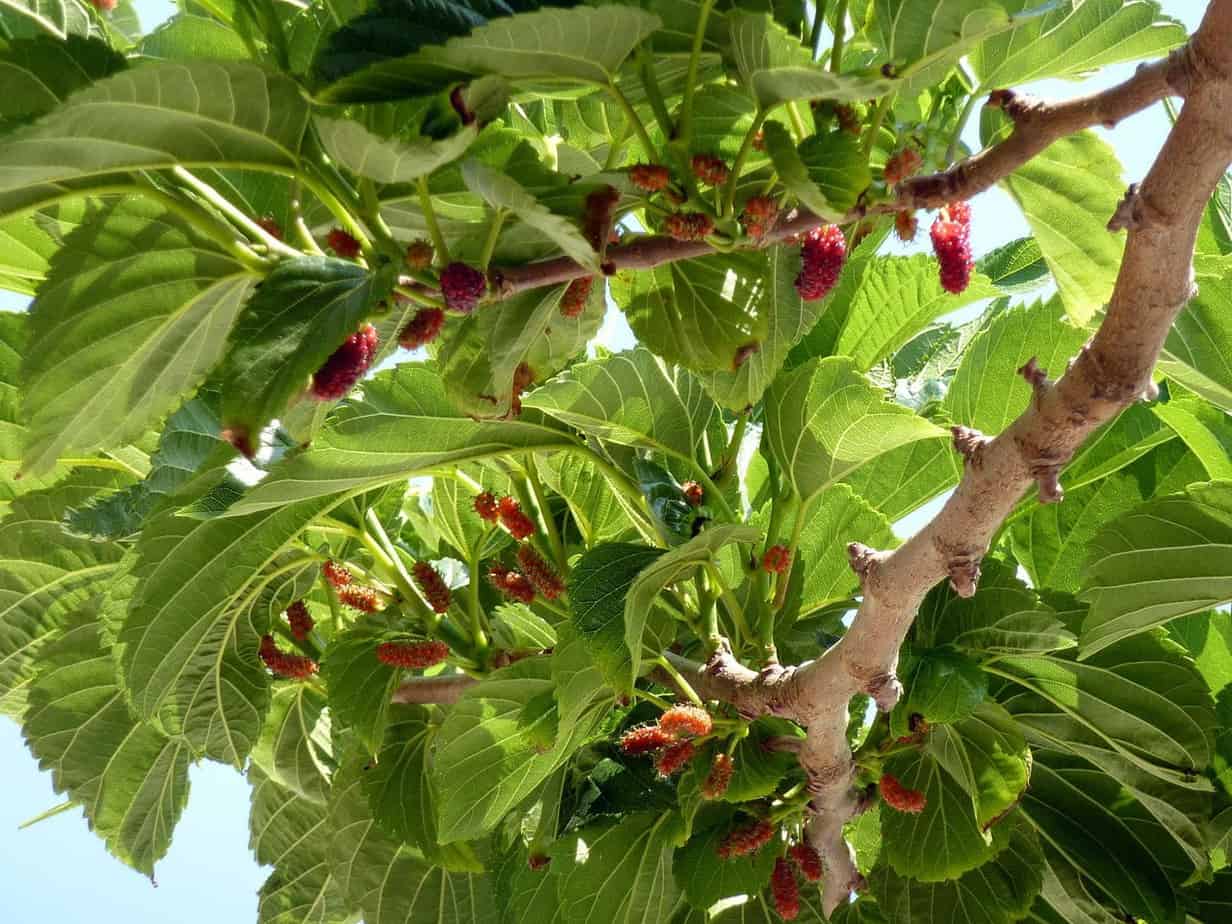 fruit du murier platane