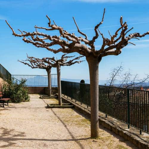 tailler murier parasol tailler murier parasol