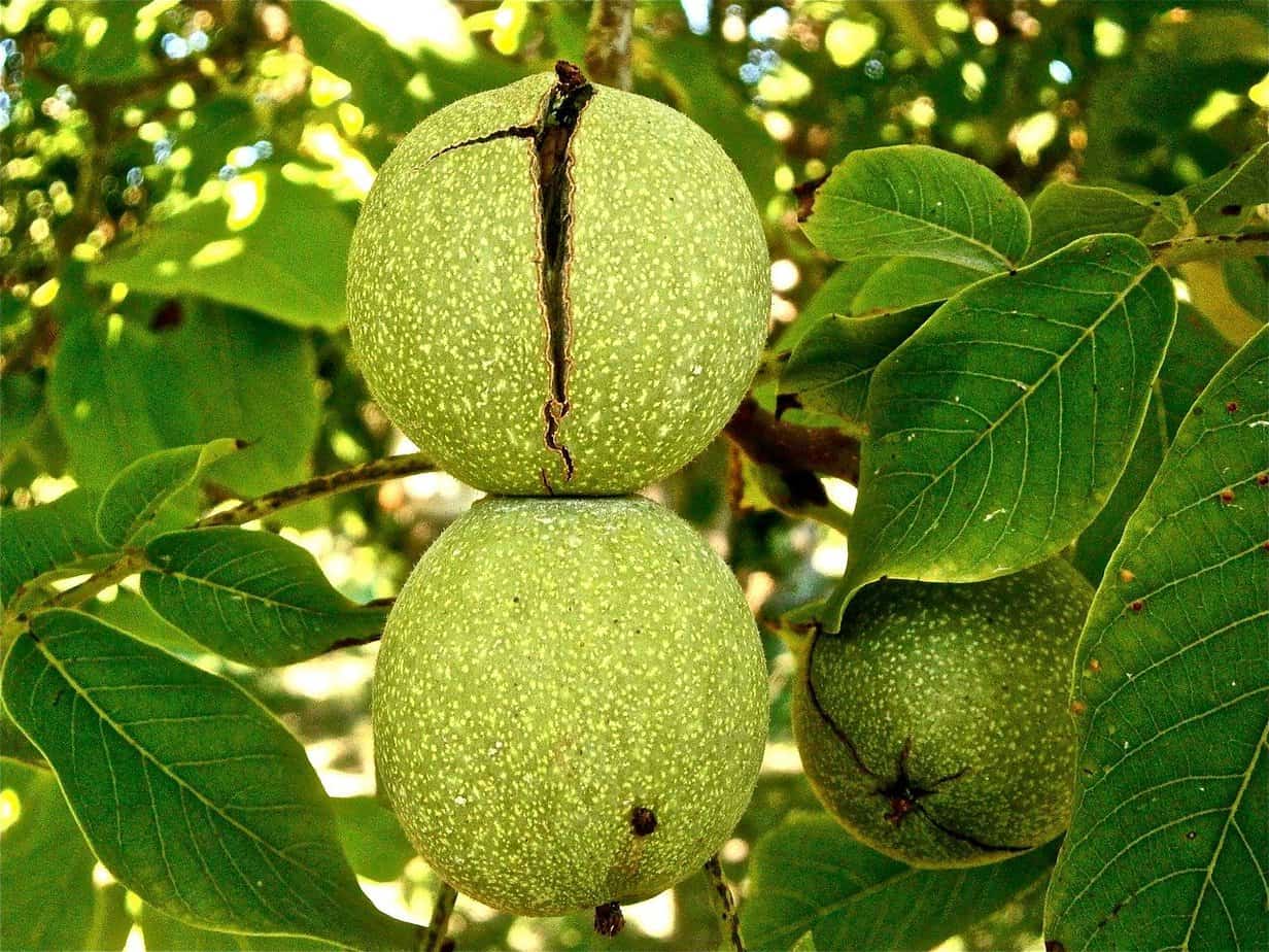 tailler noyer fruitier tailler noyer fruitier