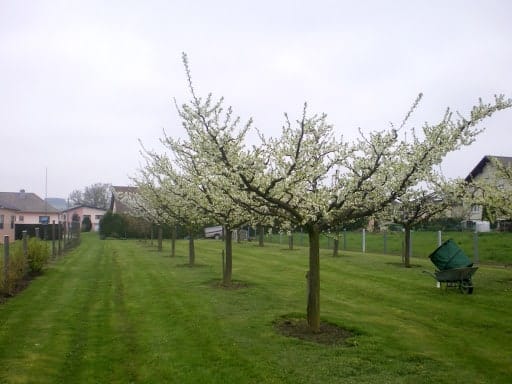 pommier en gobelet pommier en gobelet