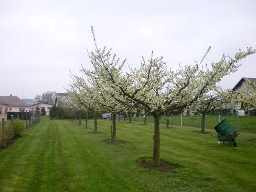 pommier en gobelet