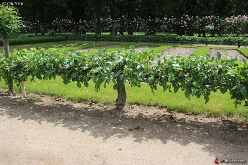 pommier en cordon