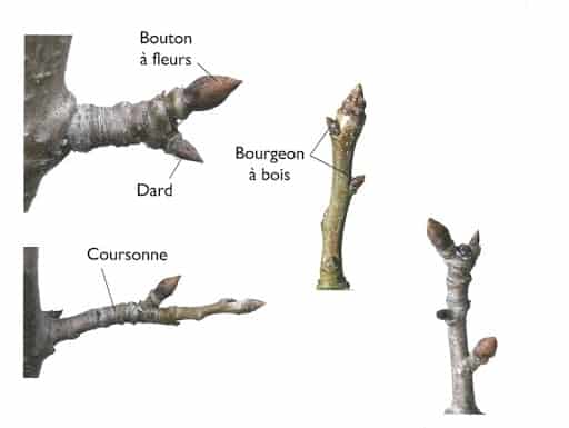 quelle branche couper pommier quelle branche couper pommier