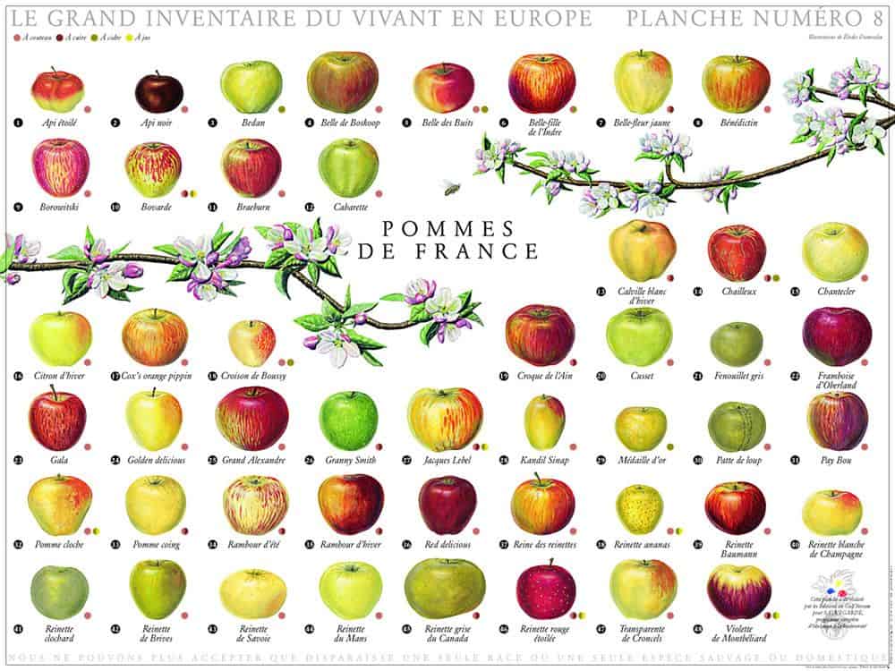 variétés de pommes variétés de pommes