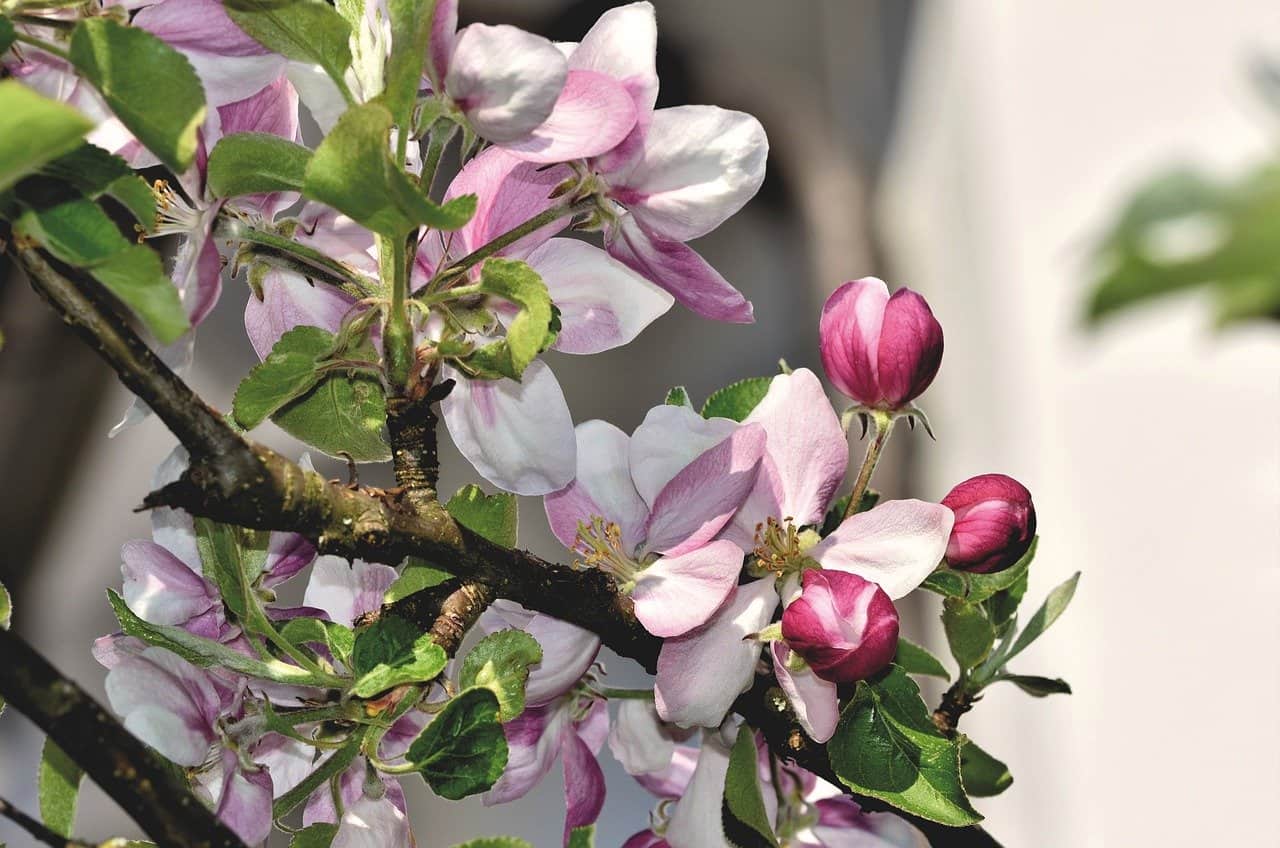 pommier fleur pommier fleur