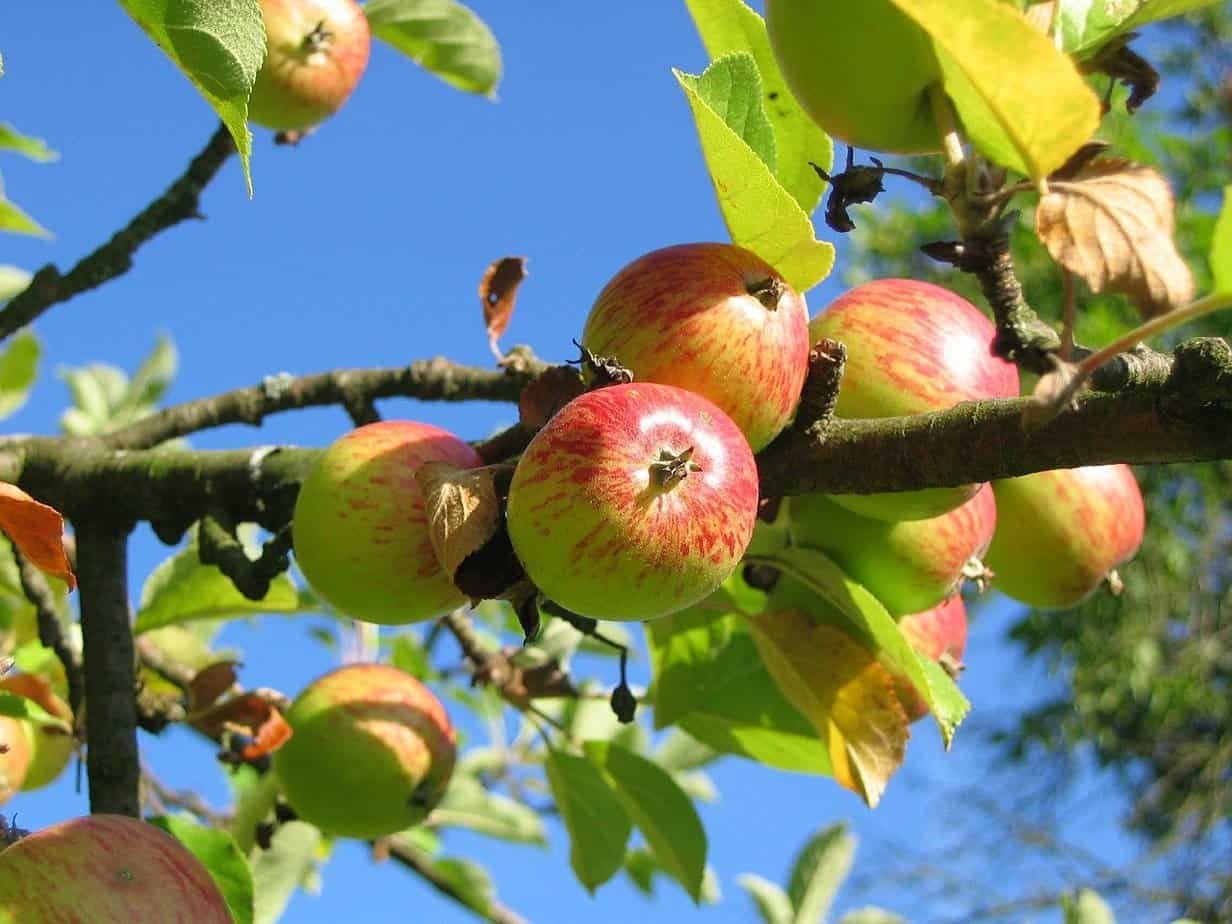 tailler pommier poirier (5)-min