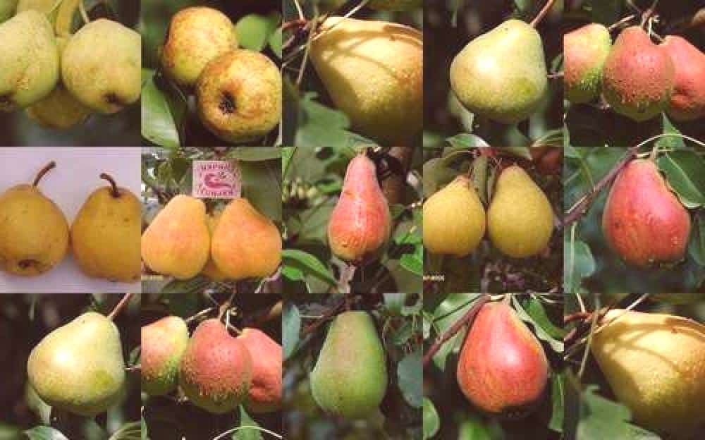 variétés de poires variétés de poires