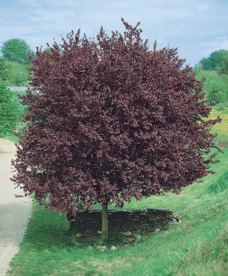 prunier pourpre prunier pourpre