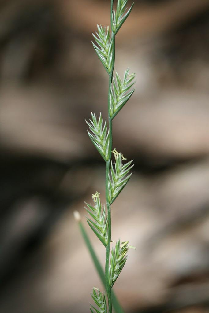 gazon ray grass anglais