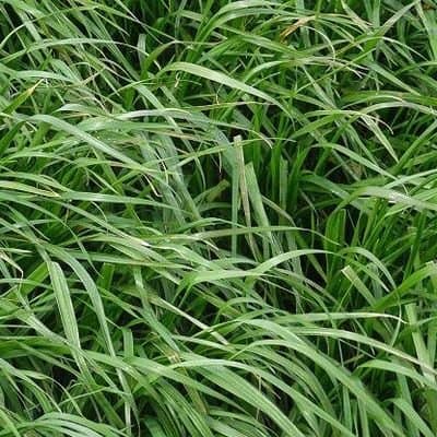 gazon ray grass hybride