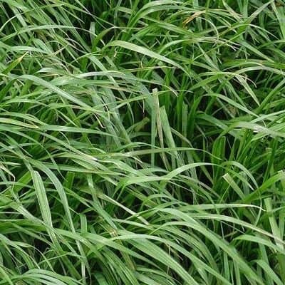gazon ray grass hybride gazon ray grass hybride