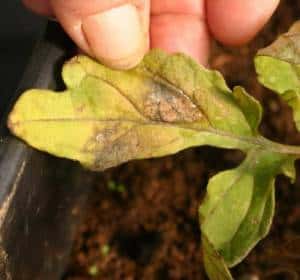 plante qui a faim d'azote